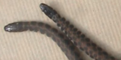 Sterling Heights snake